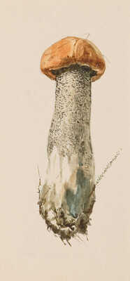 Шипиленко Александр Кузьмич. Лот из четырех рисунков грибов, закрепленных на одном паспарту: свинушка; подосиновик; гладыш; шампиньон 